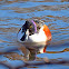 Northern Shoveler