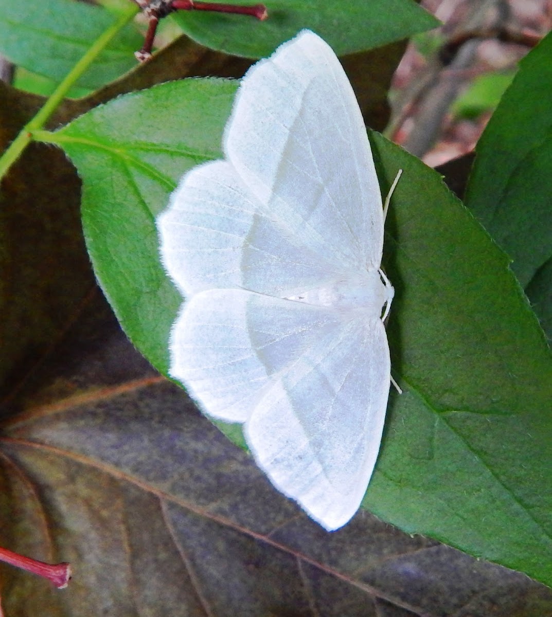 Pale Beauty Moth