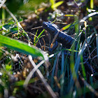 Alpine Salamander