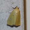 Black-bordered Lemon Moth