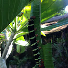 Plumeria Moth