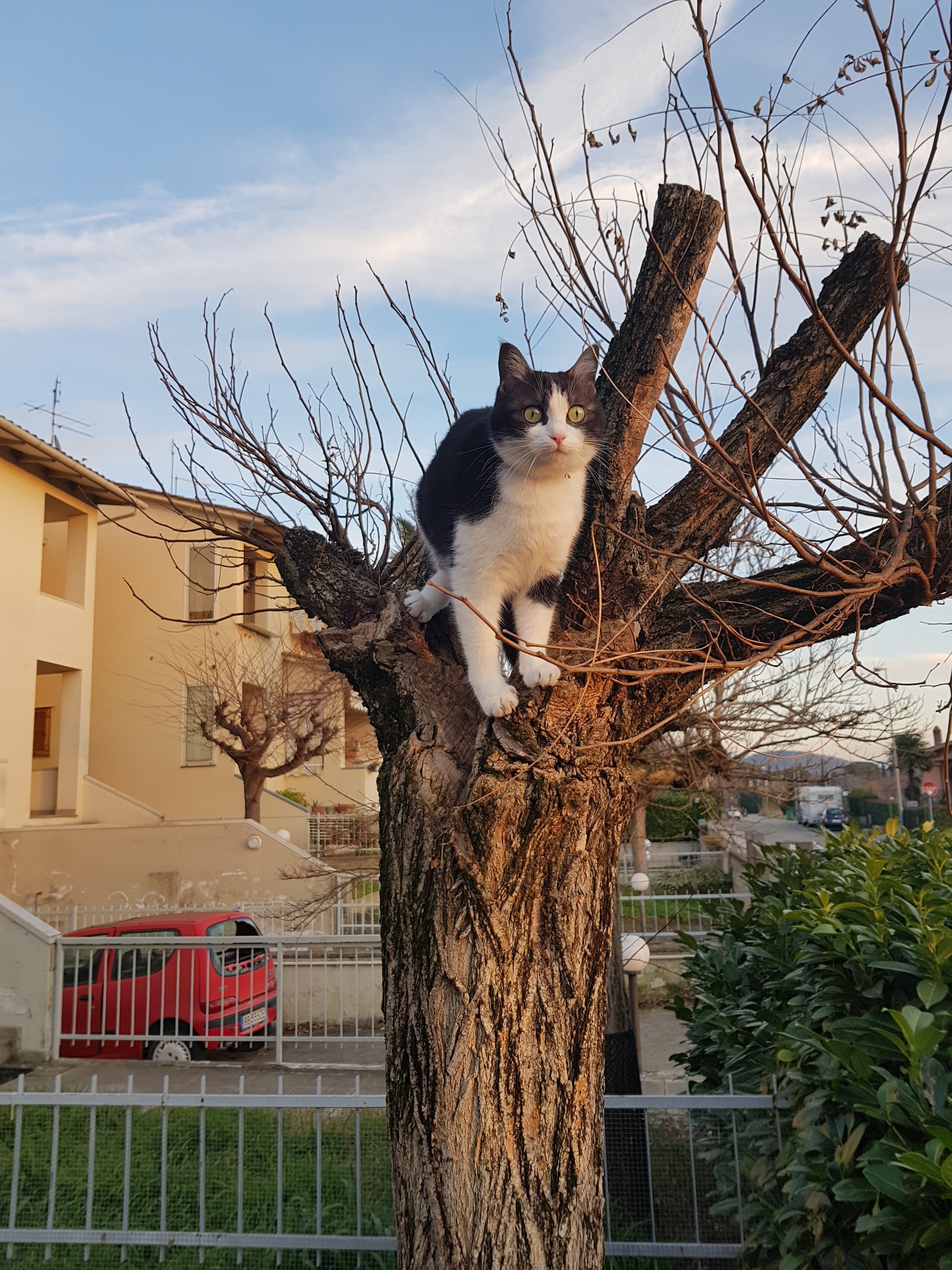 La Mia Gattina Paolina  di stefy1122