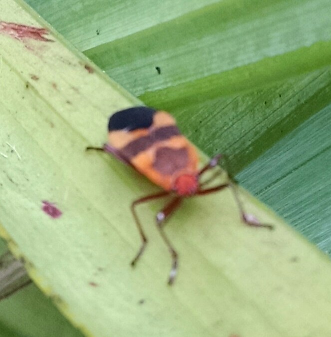 Milkweed bug - adult