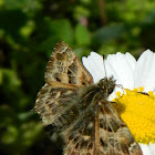 Mallow Skipper