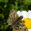 Mallow Skipper