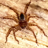 Huntsman spider