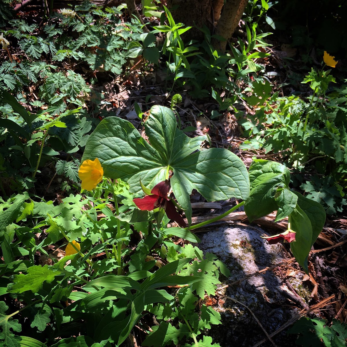 Red Trillium