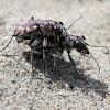 Eastern Sand Tiger Beetles