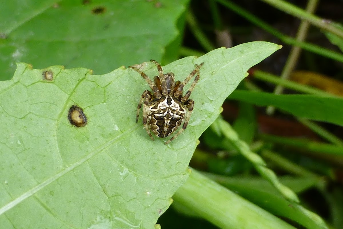 Spotted Orbweaver