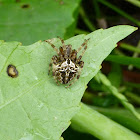 Spotted Orbweaver