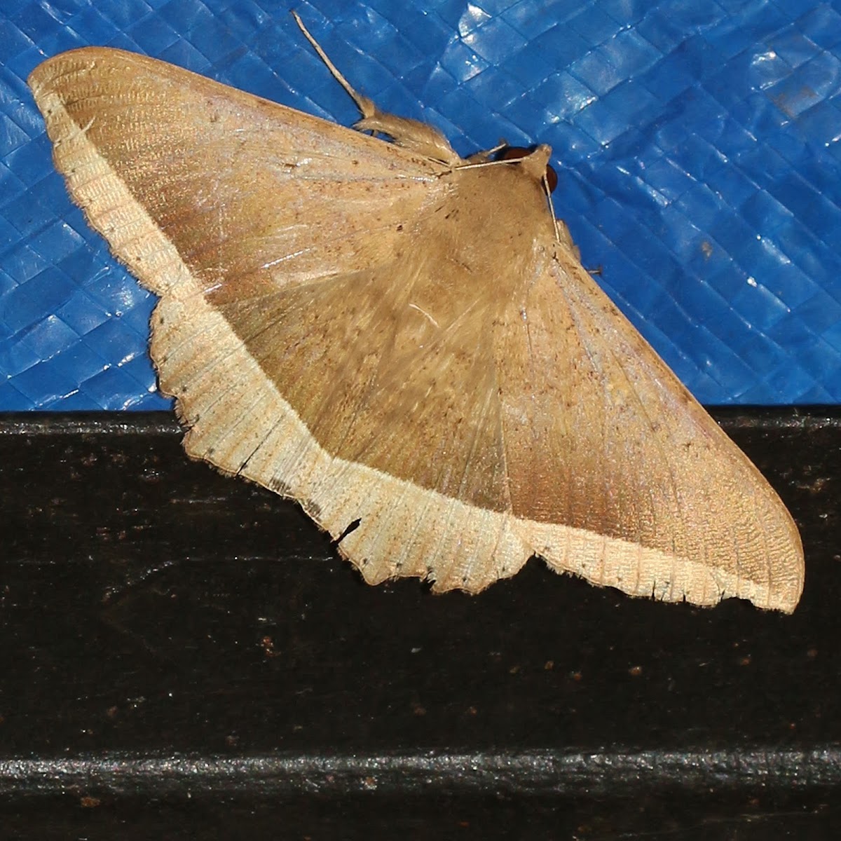 Erebid Moth