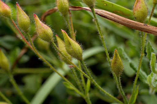 Halimium lasianthum alyssoides