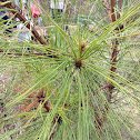 Slash Pine