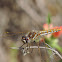 Varigated Meadowhawk