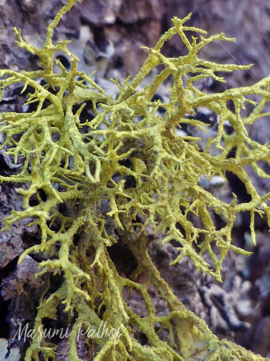 Wolf Lichen