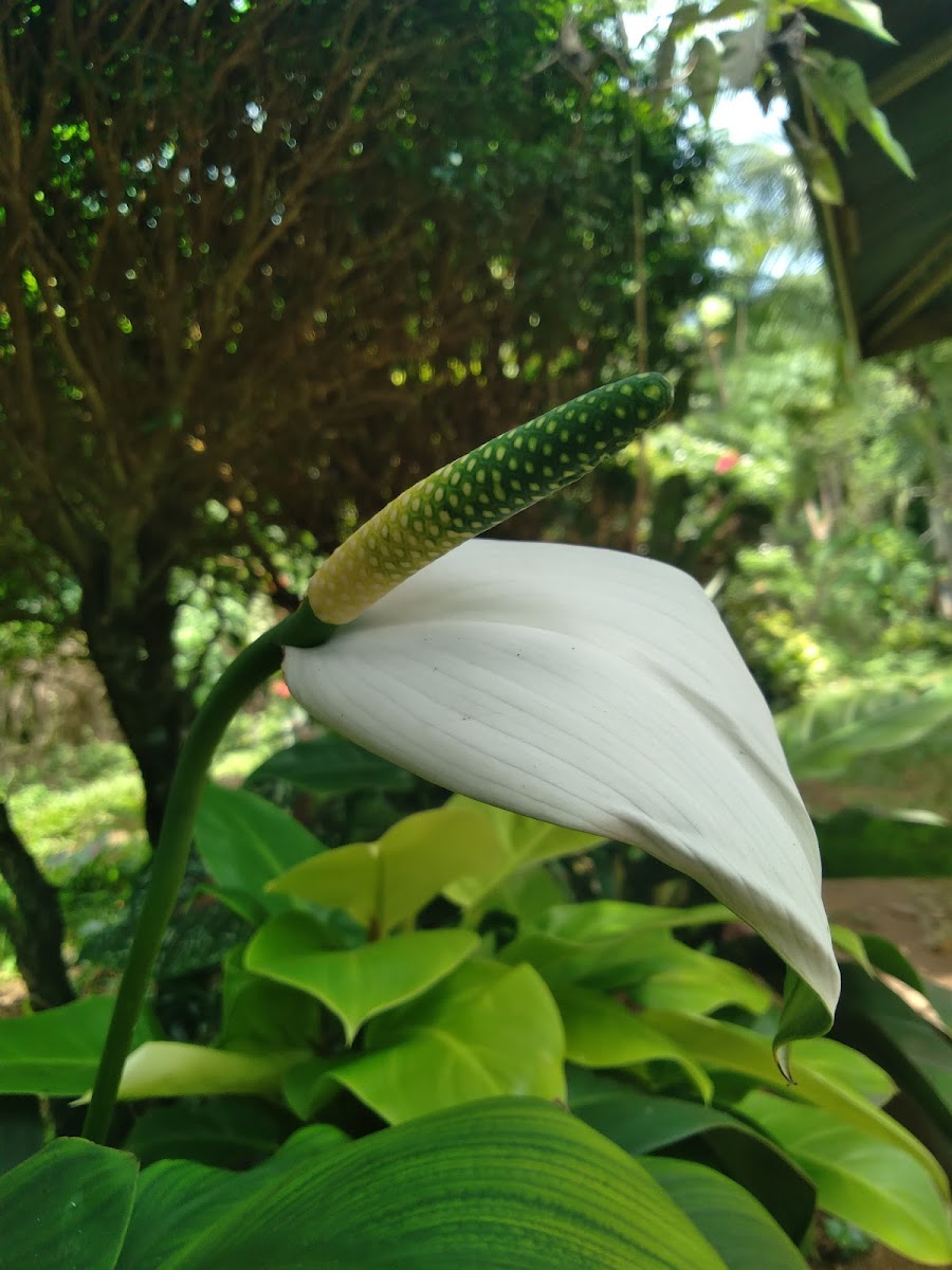 Peace lily