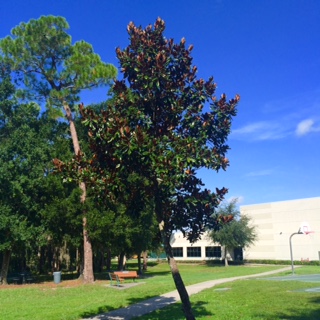 Southern Magnolia