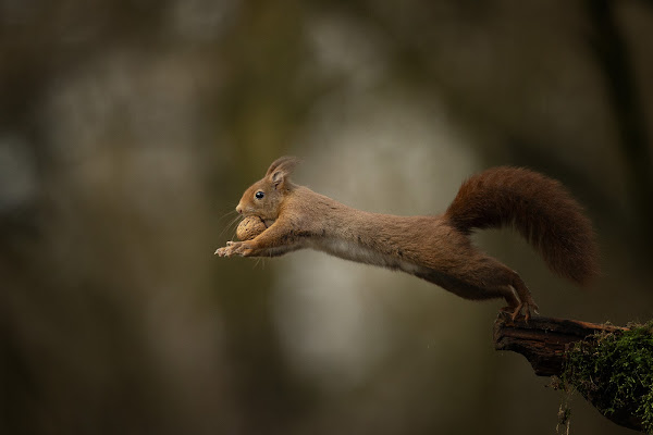 jumping di massimo zanotti