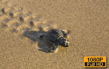 Sea Turtle Wallpaper HD Custom New Tab small promo image