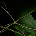 Stick Insect, Phasmid - Male