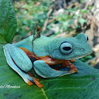 Javan Gliding Tree Frog