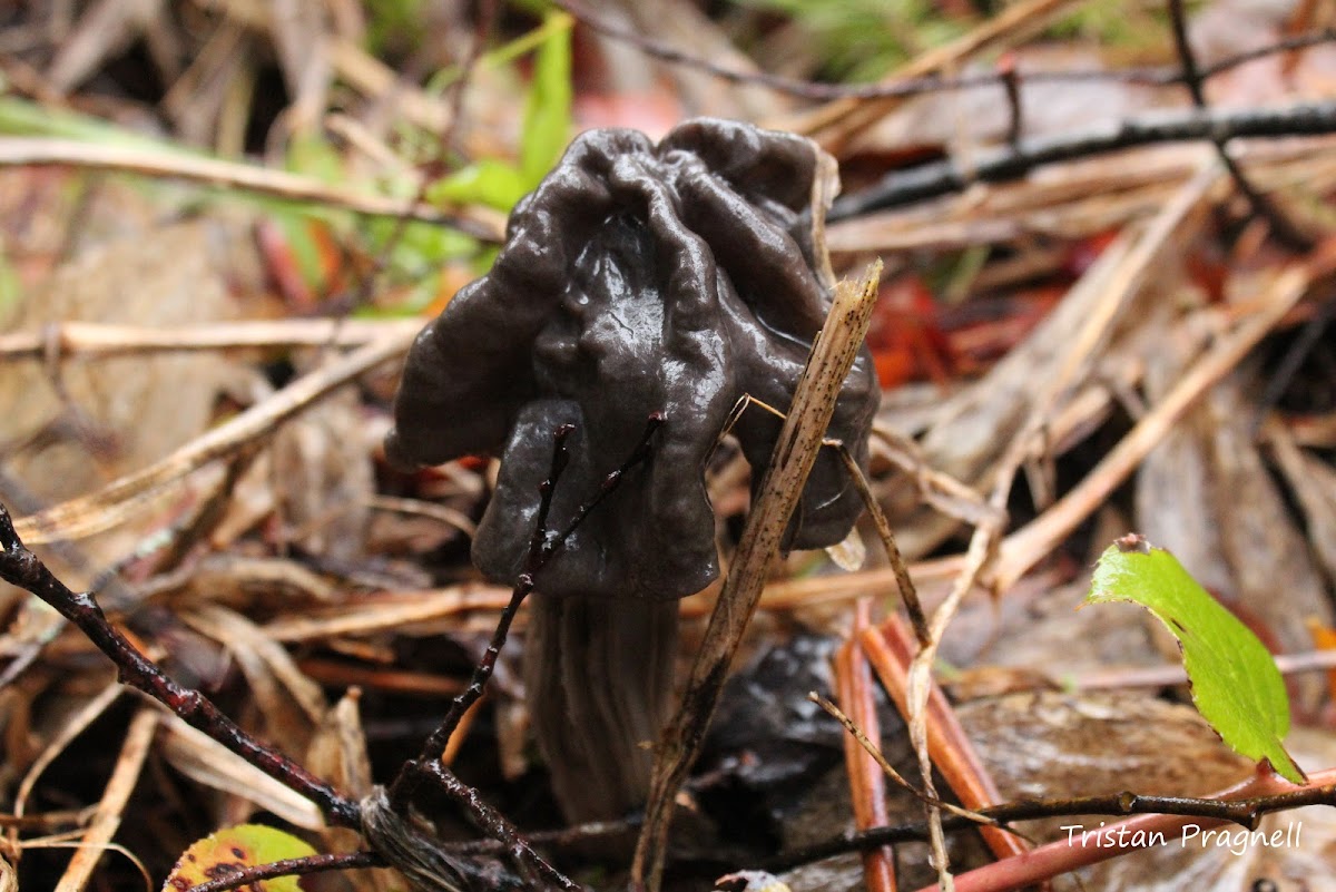 Grey Saddle/Fluted Black Elfin Saddle