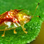 Golden Tortoise Beetle