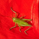 Tettigonia