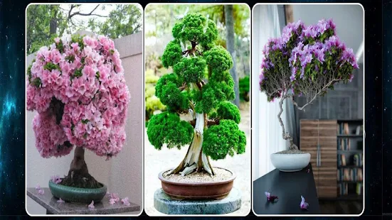 Bonsai Plant Ideas(圖1)-速報App
