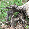 Fallen tree stump