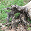 Fallen tree stump