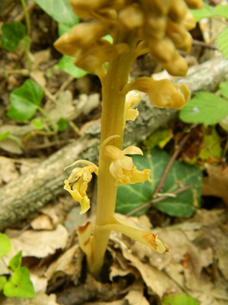 Bird's-nest Orchid