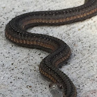 Red-bellied Snake