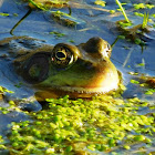 Green Frog