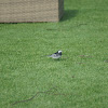 Pied Wagtail