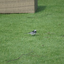 Pied Wagtail