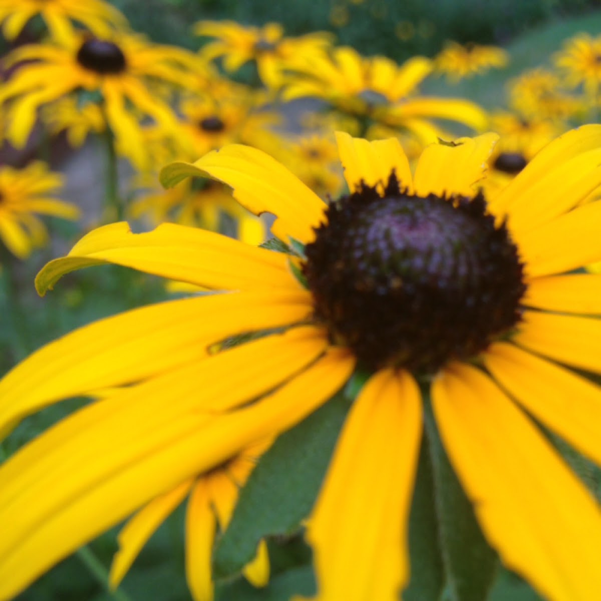 Black Eyed Susan