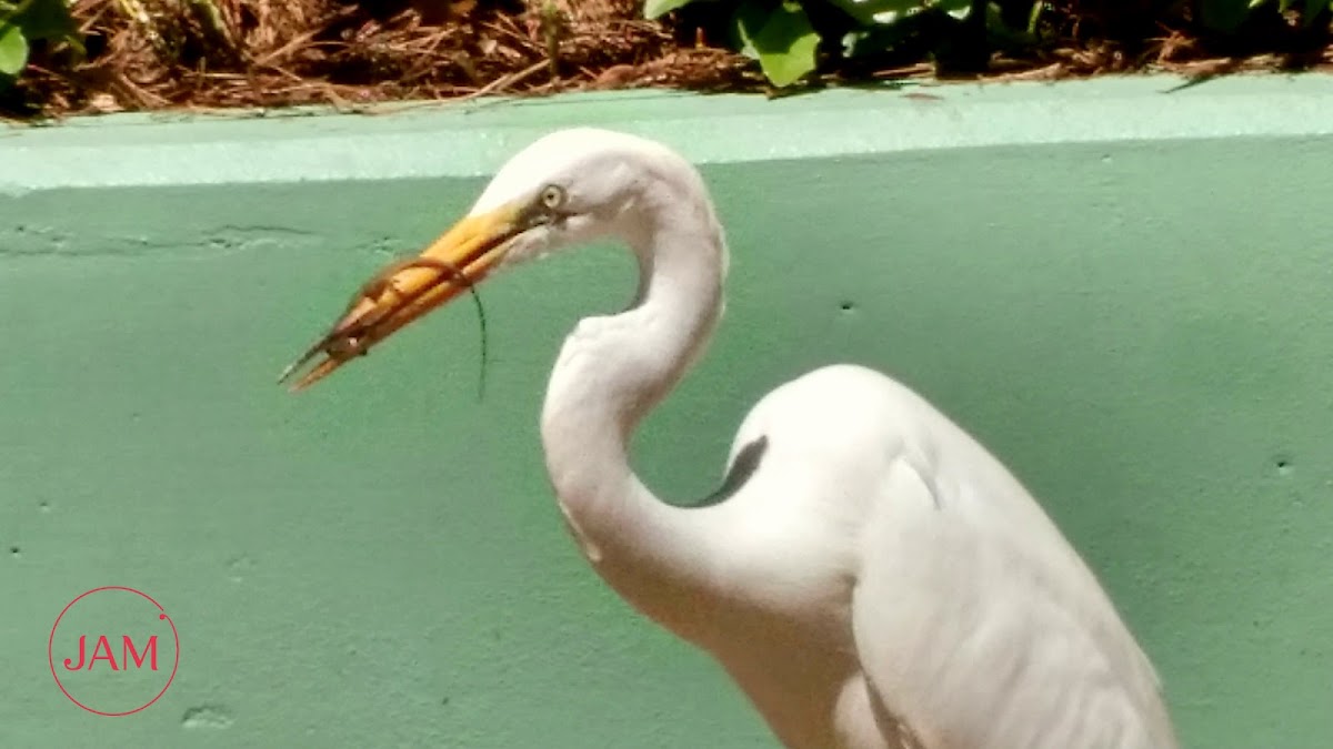 Great Egret