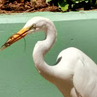 Great Egret