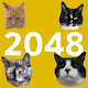 2048 Cats Download on Windows