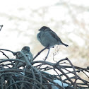 House sparrow