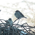 House sparrow