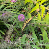 Tiger Swallowtail Butterfly