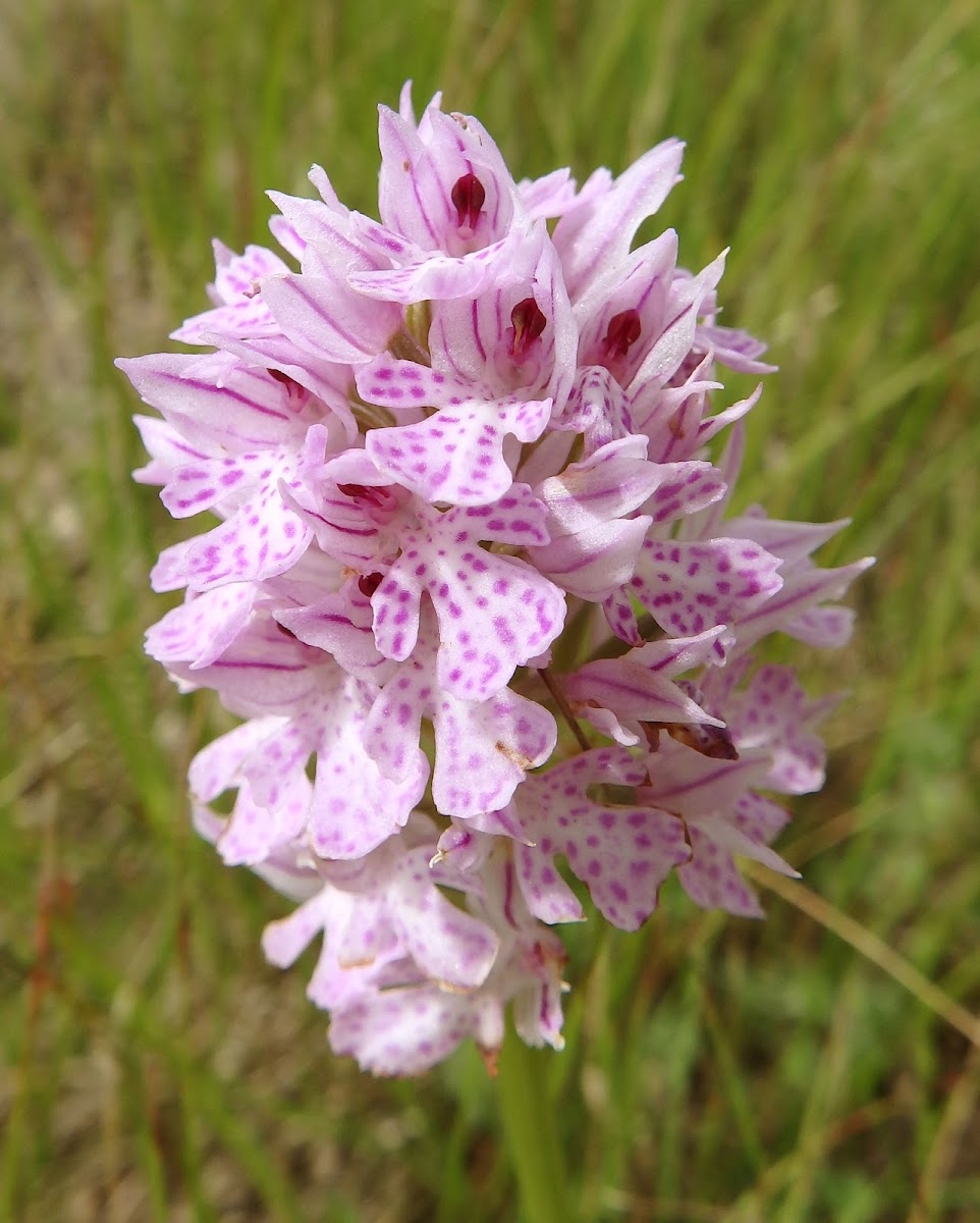 Three-toothed orchid