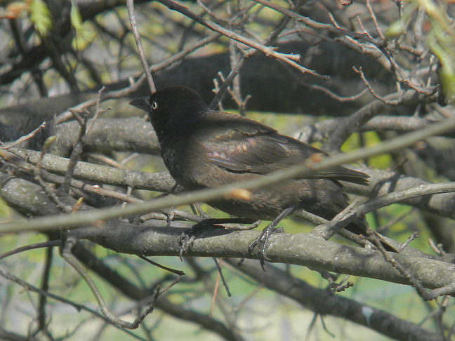 common grackle (female)