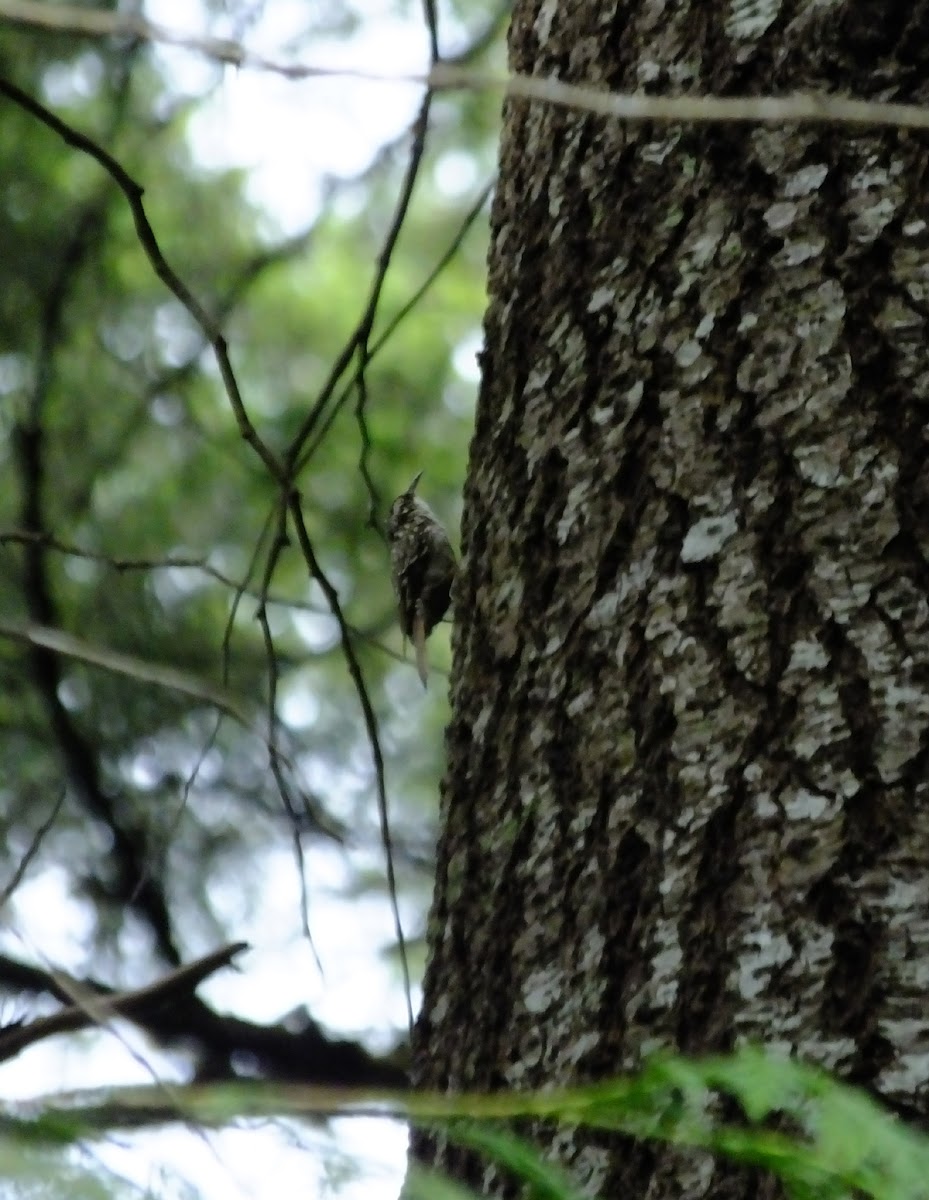 brown creeper