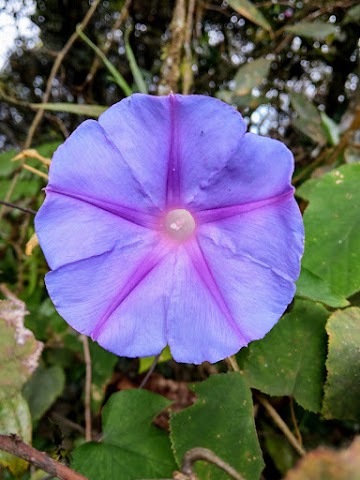 Gunung Nuang Peak Flowers