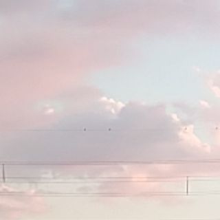 鯖