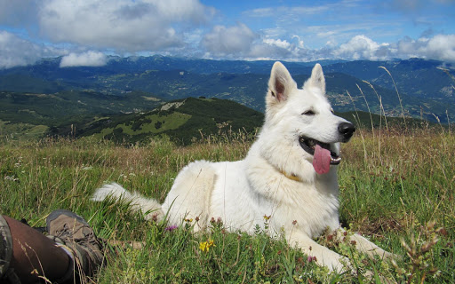 White German Shepherd LWP