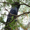 Red tailed cockatoo